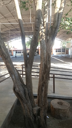 Escuela Primaria Severo Cosío